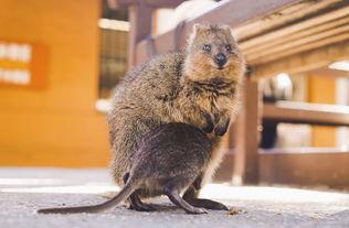 红狐长成人形了吗视频,奇幻旅程揭秘