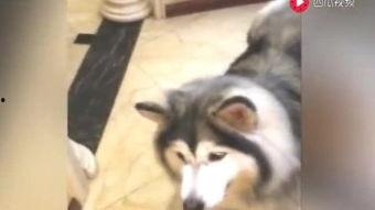 小猫变成人 恶搞视频,猫咪的奇幻变身大冒险